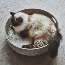 Cesto contenitore cuccia per gatti MiaCara - Agof Store Cesto contenitore cuccia per gatti MiaCara - Agof Store