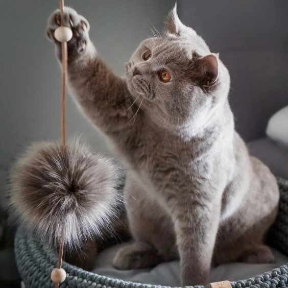 Labbvenn Tollo cat toy - Agof Store