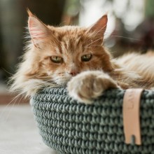 Labbvenn Coco cat basket - Agof Store