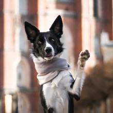 Labbvenn Simo dog neck warmer - Agof Store