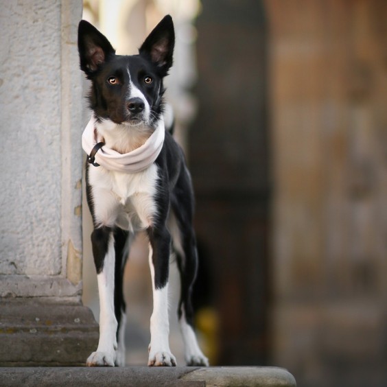 Labbvenn Inko dog neck warmer - Agof Store