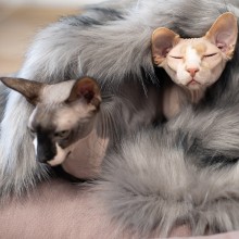 Fora coperta per cani Labbvenn - Agof Store Fora coperta per cani Labbvenn - Agof Store