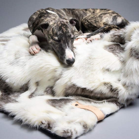 Labbvenn Tosse dog blanket - Agof Store