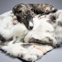 Tosse coperta per cani Labbvenn - Agof Store