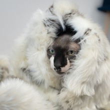 Tosse coperta per cani Labbvenn - Agof Store