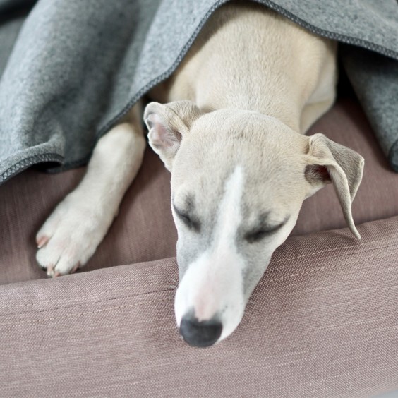 Labbvenn Asnen dog blanket - Agof Store