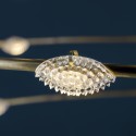 56 Petits Bijoux Lampada a sospensione Catellani & Smith - Agof Store