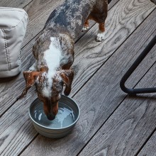 MiaCara Piega travel bowl - Agof Store MiaCara Piega travel bowl - Agof Store