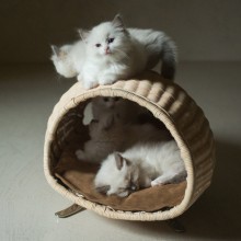 Brando Baco Katzenbett - Agof Store