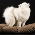 Brando Ninfea dog & cat cushion - Agof Store