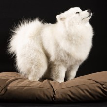 Brando Ninfea Hunde- Katzenkissen - Agof Store Brando Ninfea Hunde- Katzenkissen - Agof Store