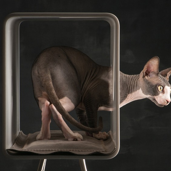 Brando Cat60 Plexiglass cat bed with pedestal - Agof Store