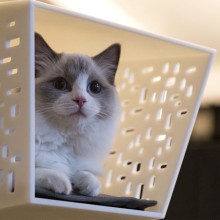 Tunnel cuccia per gatti con attacco a parete Brando - Agof Store