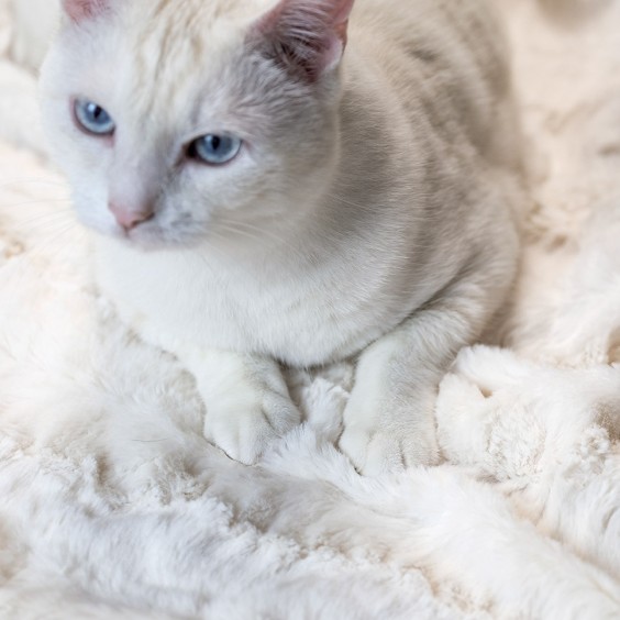 DON ARTURO Ricotta | Pet Blanket | Agof Store