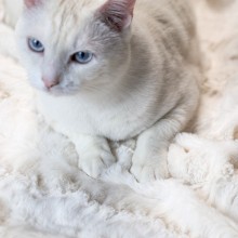 DON ARTURO Ricotta | Pet Blanket | Agof Store DON ARTURO Ricotta | Pet Blanket | Agof Store