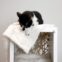 DON ARTURO Ricotta | Pet Blanket | Agof Store DON ARTURO Ricotta | Pet Blanket | Agof Store