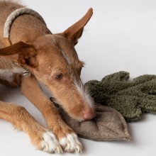 Duepuntootto Mimmo dog toy - Agof Store