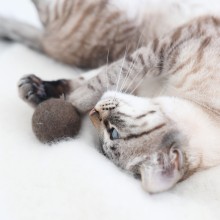 MiaCara Globo cat toy - Agof Store