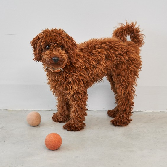 Globo giocattolo per cani MiaCara - Agof Store