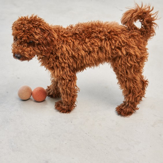 Globo giocattolo per cani MiaCara - Agof Store