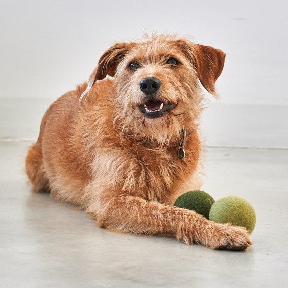 Globo giocattolo per cani MiaCara - Agof Store
