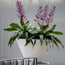 NICOLI Chiron | Blumentopf | Agof Store