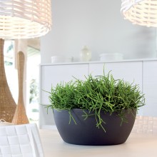 NICOLI Thetis | Blumentopf | Agof Store