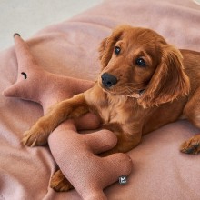 MiaCara Bosco la Volpe Hundespielzeug - Agof Store MiaCara Bosco la Volpe Hundespielzeug - Agof Store