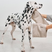 MiaCara Mano Hundehandtuch - Agof Store