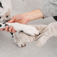 Guanto guanto di asciugatura per cani MiaCara - Agof Store Guanto guanto di asciugatura per cani MiaCara - Agof Store