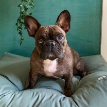 Tobine cuscino per cani Tadazhi - Agof Store