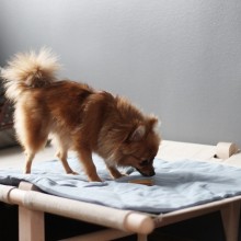 Tadazhi Duvet dog blanket - Agof Store