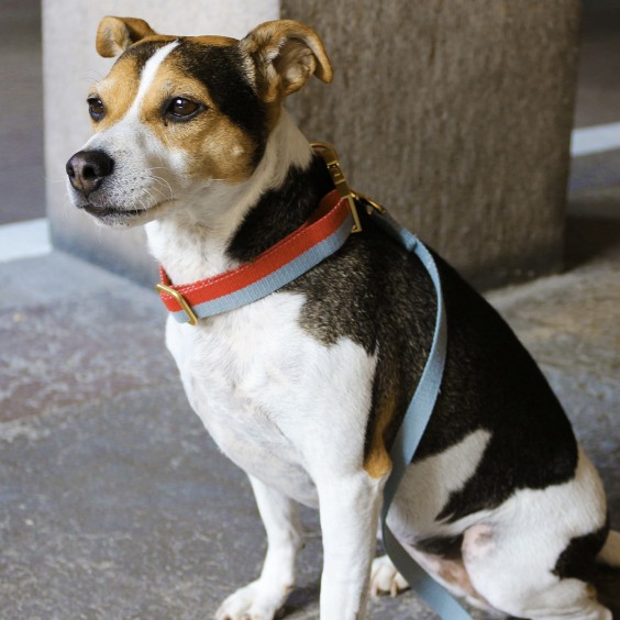 Tadazhi My dog lead - Agof Store