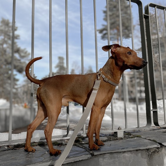 Dog guinzaglio per cani Tadazhi - Agof Store
