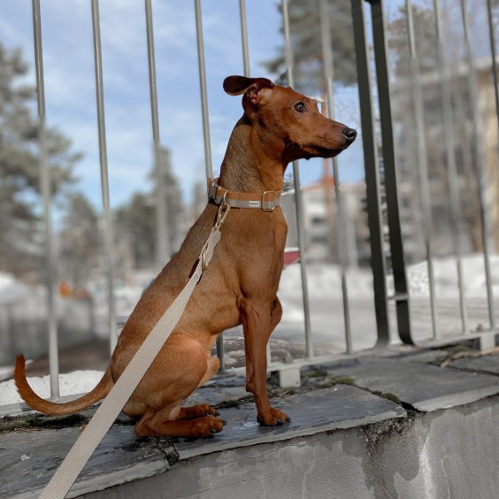 Tadazhi Dog dog collar - Agof Store