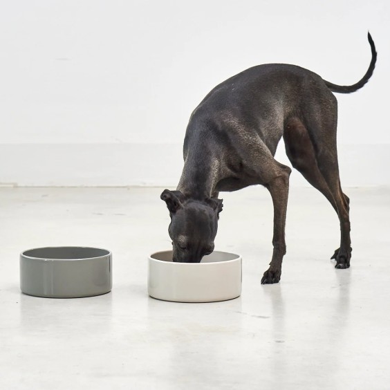 Scodella ciotola per cani MiaCara - Agof Store