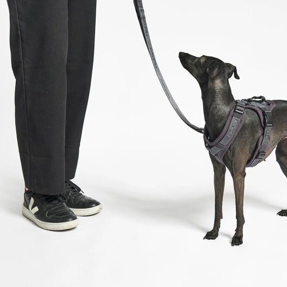 Modena guinzaglio per cani MiaCara - Agof Store