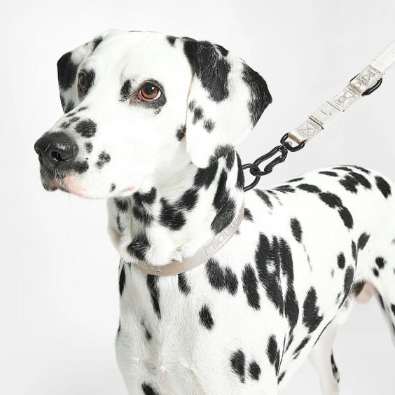 Modena collare per cani MiaCara - Agof Store