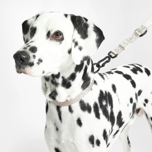 MiaCara Modena Hundehalsband - Agof Store MiaCara Modena Hundehalsband - Agof Store