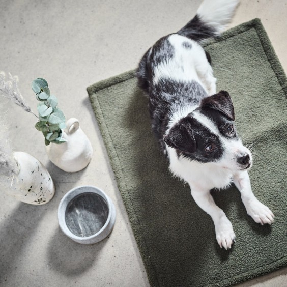 Laboni Teddy dog blanket - Agof Store