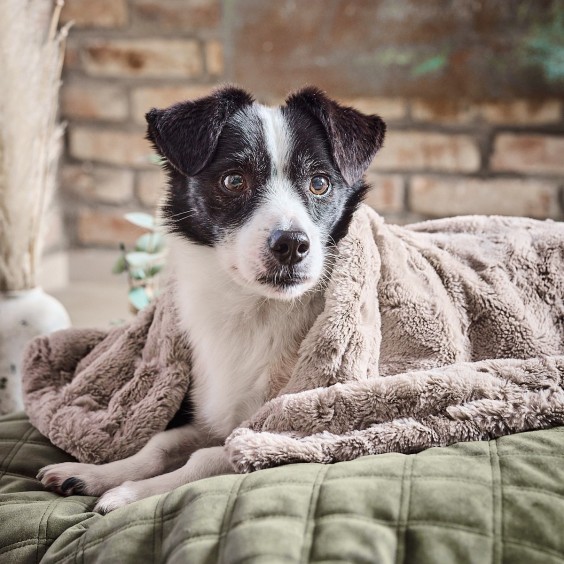 Laboni Cozy dog blanket - Agof Store