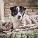 Laboni Cozy Hundedecke - Agof Store