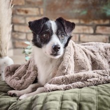 Laboni Cozy Hundedecke - Agof Store