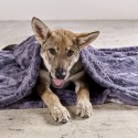 Laboni Cozy dog blanket - Agof Store