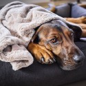 Laboni Cozy Hundedecke - Agof Store