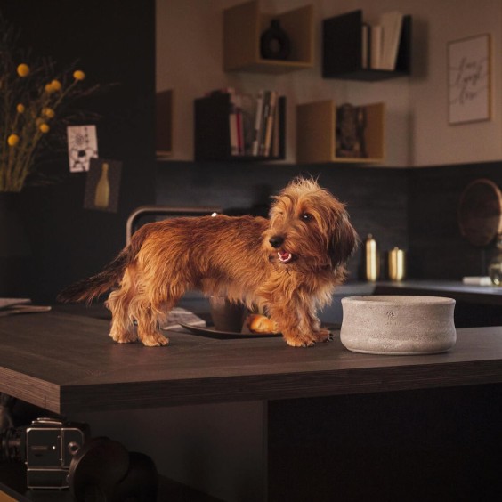 Laboni Rocky dog bowl - Agof Store