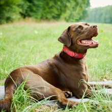 Laboni Edelweiss dog collar - Agof Store