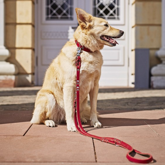 Laboni Edelweiss dog lead - Agof Store