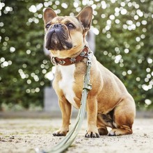 Laboni Bavaria dog collar - Agof Store