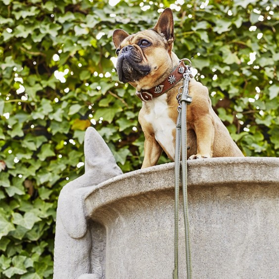 Laboni Bavaria dog collar - Agof Store